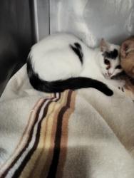 Shelter Stray Female Cat last seen , Chatsworth, CA 91311