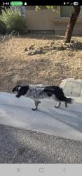 Found/Stray Unknown Dog last seen Ann and RILEY off Durango, Las Vegas, NV 89149