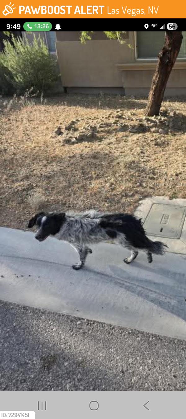 Found/Stray Unknown Dog last seen Ann and RILEY off Durango, Las Vegas, NV 89149