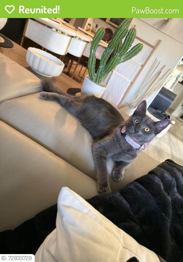 Reunited Female Cat last seen Ventura and Vineyard , Oxnard, CA 93036