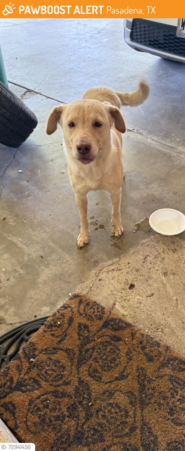 Found/Stray Female Dog last seen Oaks , Pasadena, TX 77502
