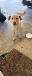 Found/Stray Female Dog last seen Oaks , Pasadena, TX 77502