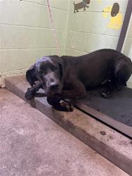 Shelter Stray Male Dog last seen W LAND PARK DR & 15TH AVE, Sacramento, CA 95818