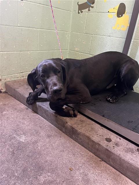 Shelter Stray Male Dog last seen W LAND PARK DR & 15TH AVE, Sacramento, CA 95818