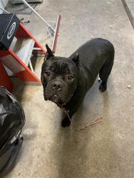 Shelter Stray Female Dog last seen W LAND PARK DR & 15TH AVE, Sacramento, CA 95818