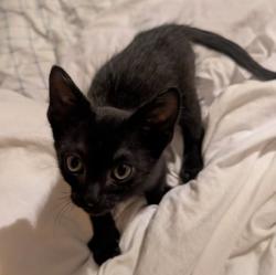 Shelter Stray Male Cat last seen CHIHUAHUA, San Antonio, TX 78227