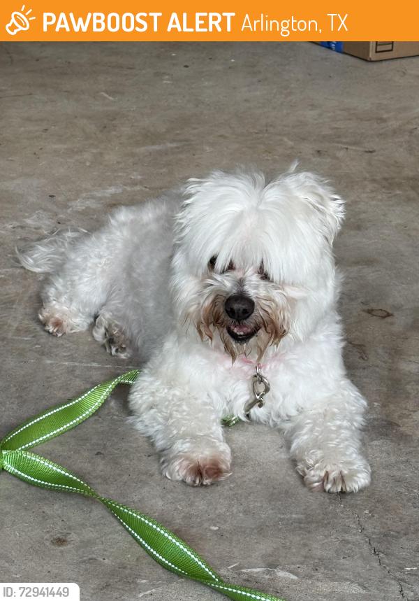 Found/Stray Female Dog last seen Waxwing and Cornflower , Arlington, TX 76018