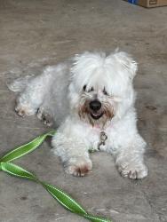 Found/Stray Female Dog last seen Waxwing and Cornflower , Arlington, TX 76018