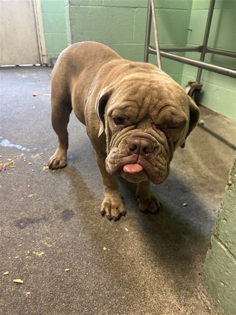 Shelter Stray Female Dog last seen FAIRFIELD ST & DEL PASO BLVD, Sacramento, CA 95818