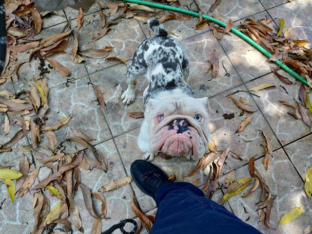 Shelter Stray Male Dog last seen Near BLOCK PEMBROKE RD, MIRAMAR FL 33023, Davie, FL 33312