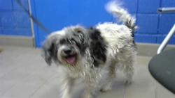 Shelter Stray Male Dog last seen CHELWOOD AND COPPER, Albuquerque, NM 87112