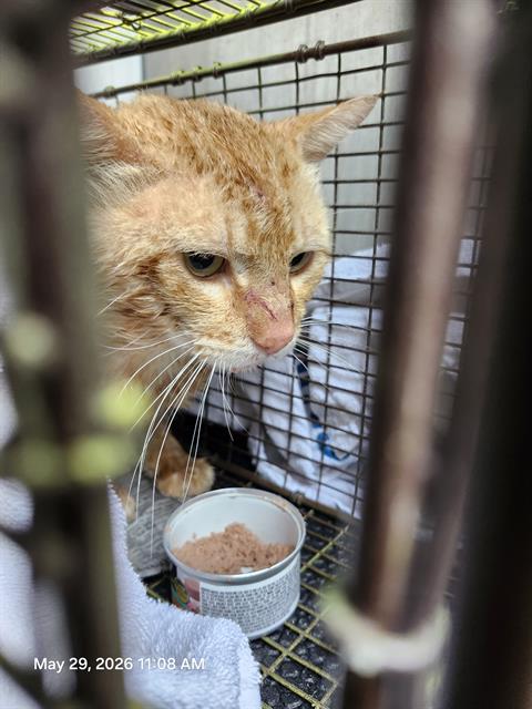 Shelter Stray Unknown Cat last seen Near BLOCK ROYAL POINT, San Antonio, TX 78227