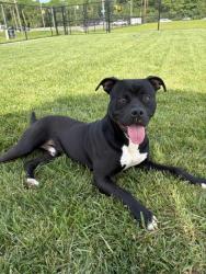 Shelter Stray Male Dog last seen Near , Indianapolis, IN 46221