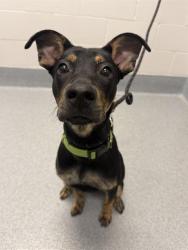 Shelter Stray Female Dog last seen Near , Indianapolis, IN 46221
