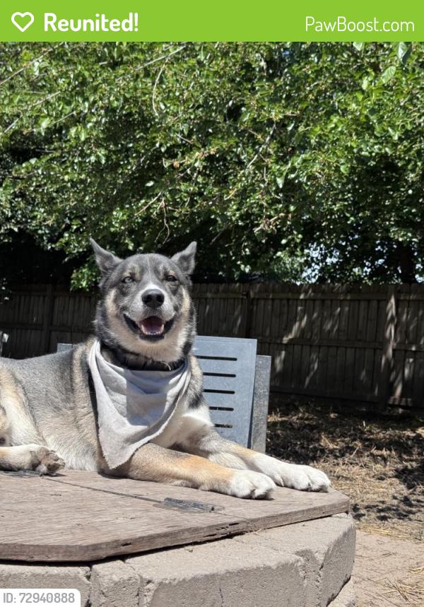 Reunited Male Dog last seen Near Orchard Ct, Troy, IL 62294, USA, Troy, IL 62294