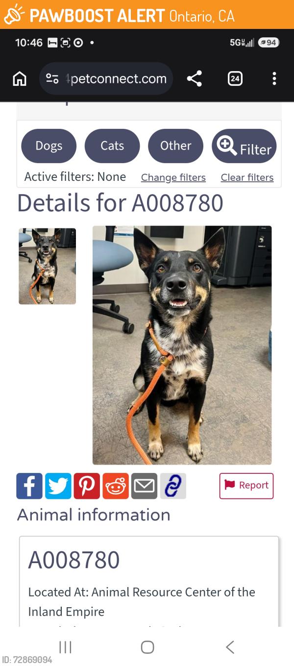 Found/Stray Male Dog last seen Campus and E riverside dr, Ontario, CA 91761