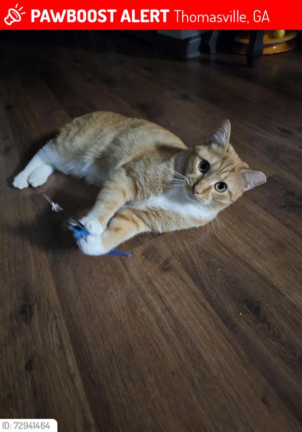 Lost Male Cat last seen Near white oak trl 31792, Thomasville, GA 31792