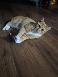Lost Male Cat last seen Near white oak trl 31792, Thomasville, GA 31792