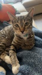 Lost Female Cat last seen Pecos, North Las Vegas, NV 89030