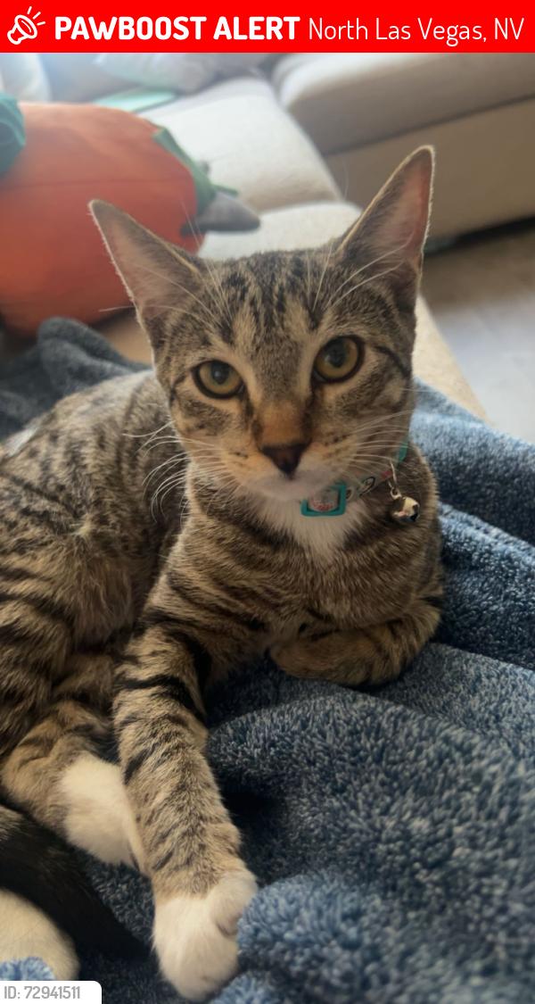 Lost Female Cat last seen Pecos, North Las Vegas, NV 89030
