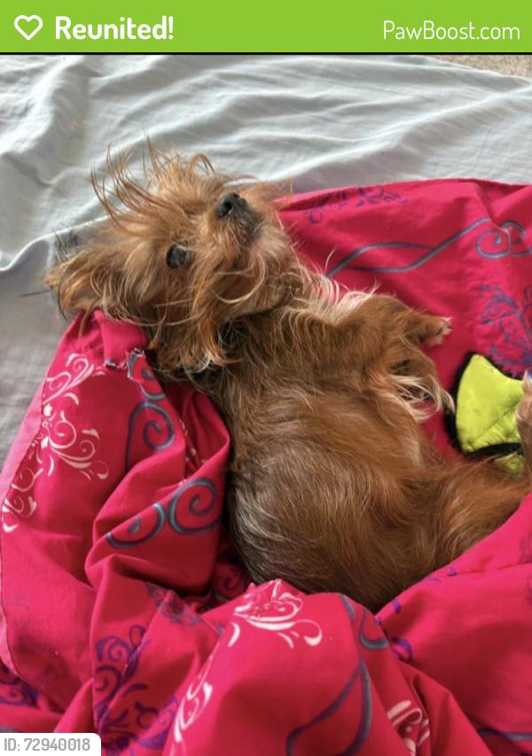 Reunited Male Dog last seen Village parkway and Glen crossings , Edgecliff Village, TX 76134