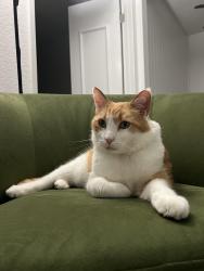 Lost Male Cat last seen Stockport st. Alicia village apt complex , Laguna Hills, CA 92653