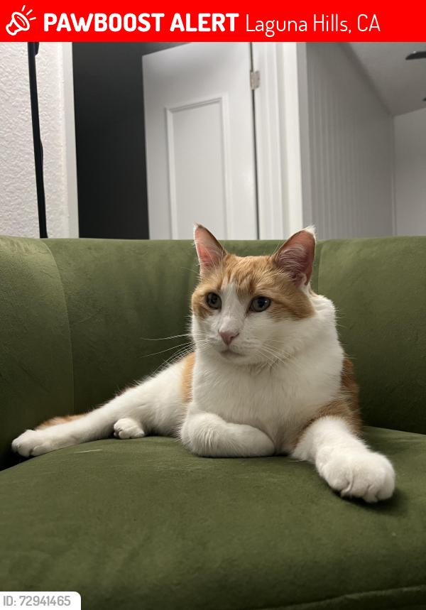 Lost Male Cat last seen Stockport st. Alicia village apt complex , Laguna Hills, CA 92653