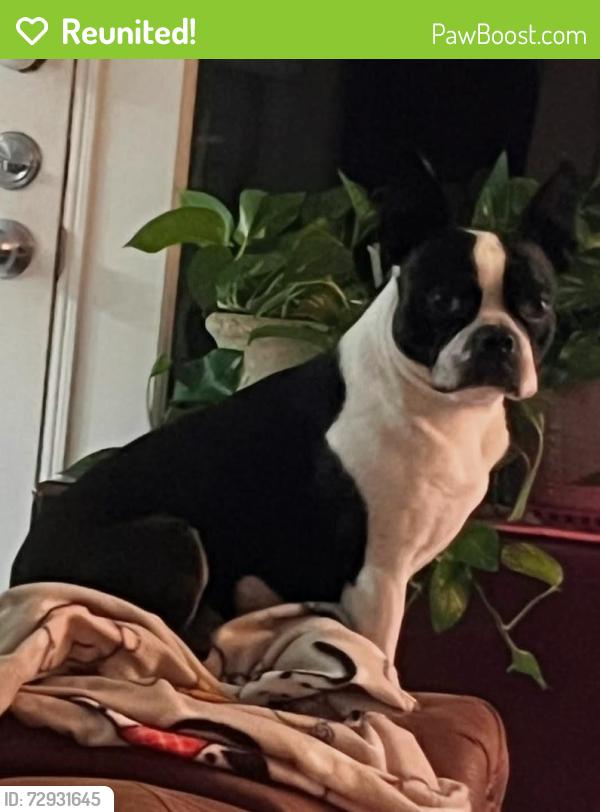 Reunited Male Dog last seen 37th & Memphis, Lubbock, TX 79413
