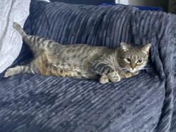 Reunited Female Cat last seen Under house 24397 bay avenue , Milford, DE 19963