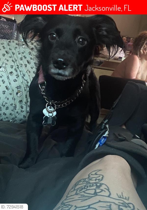 Lost Male Dog last seen 50th street, Jacksonville, FL 32208
