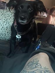 Lost Male Dog last seen 50th street, Jacksonville, FL 32208