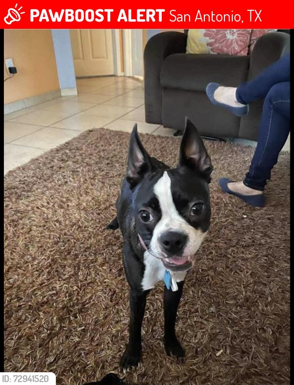 Lost Female Dog last seen Military and shady grove, San Antonio, TX 78227