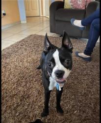 Lost Female Dog last seen Military and shady grove, San Antonio, TX 78227