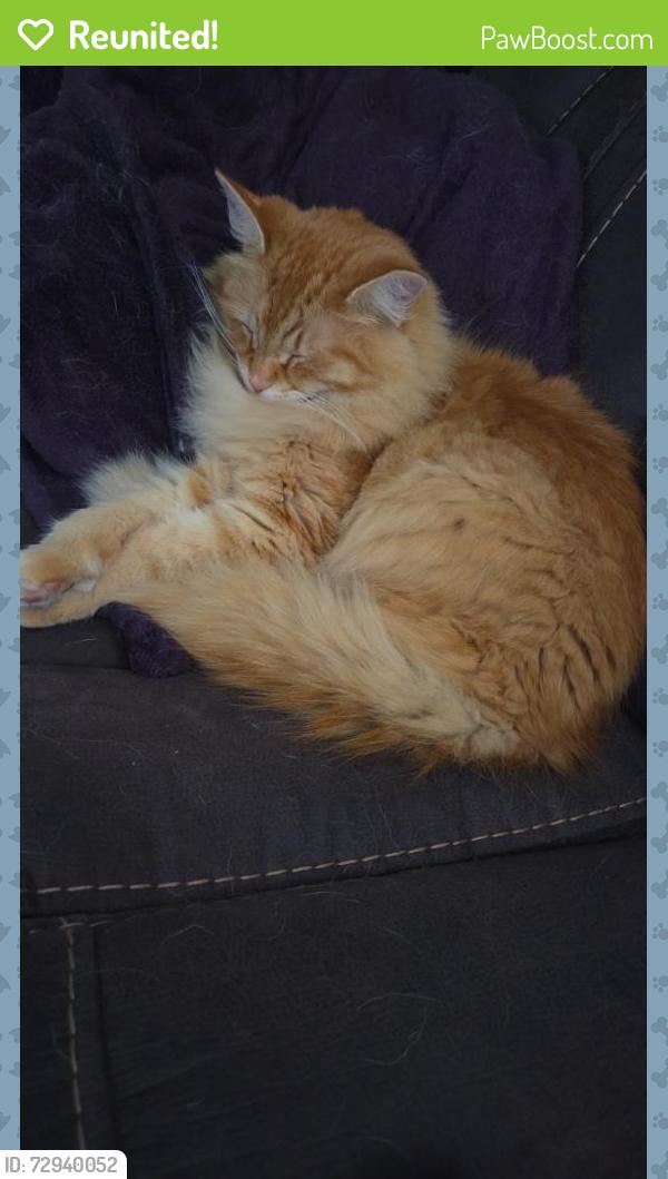 Reunited Male Cat last seen Lansing Ave W, Bremerton, WA 98312, USA, Bremerton, WA 98312