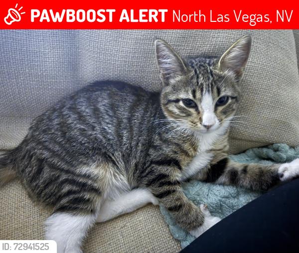 Lost Female Cat last seen Pecos, North Las Vegas, NV 89030