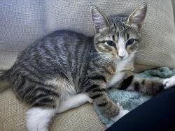 Lost Female Cat last seen Pecos, North Las Vegas, NV 89030