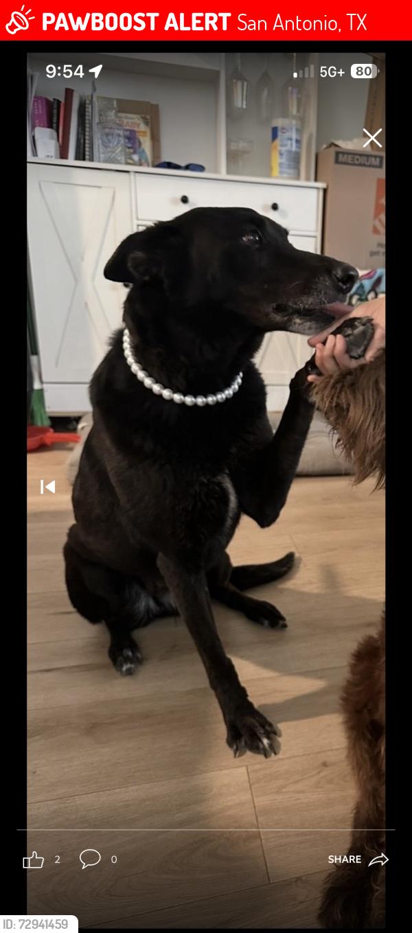 Lost Female Dog last seen Denver & Nopal , San Antonio, TX 78210
