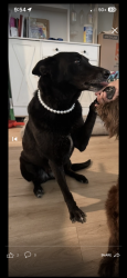Lost Female Dog last seen Denver & Nopal , San Antonio, TX 78210