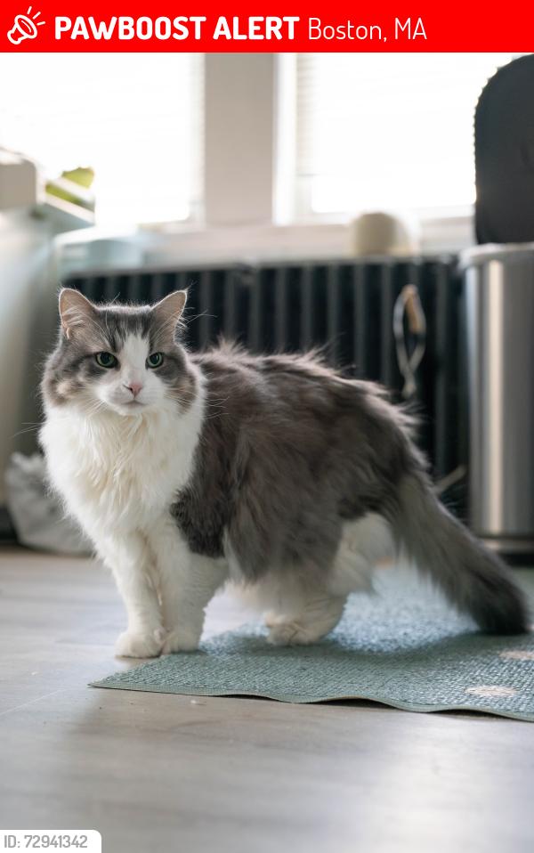 Lost Female Cat last seen Roseway St near Tres Gatos, Center Street, Jamaica Plain, Boston, MA 02130