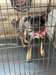 Reunited Female Dog last seen Corner of clear springs rd and autumn grove, Mooresville, NC 28115