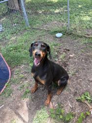 Found/Stray Female Dog last seen Ridgecrest Dr High Point NC , High Point, NC 27262