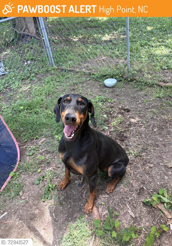 Found/Stray Female Dog last seen Ridgecrest Dr High Point NC , High Point, NC 27262