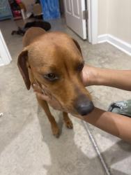 Found/Stray Male Dog last seen Near rylee lane, Lexington, NC 27295