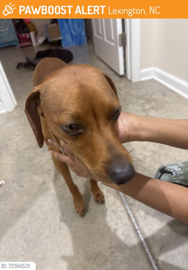 Found/Stray Male Dog last seen Near rylee lane, Lexington, NC 27295