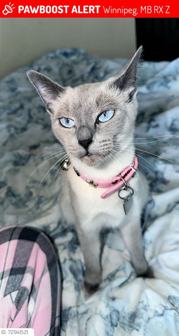 Lost Female Cat last seen Near Tyndall , Winnipeg, MB R2X 0Z2