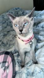 Lost Female Cat last seen Near Tyndall , Winnipeg, MB R2X 0Z2
