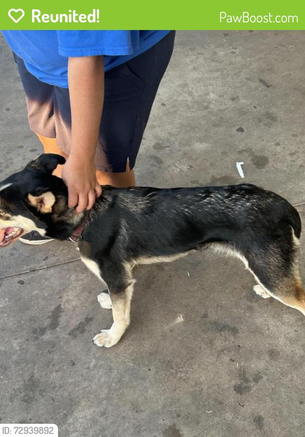 Reunited Male Dog last seen Near 50th street , Lubbock, TX 79414