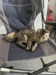 Reunited Female Cat last seen Willowbrook dr, Greensboro, NC 27403