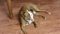 Lost Male Dog last seen Green Road , Green Rd, AR 72209