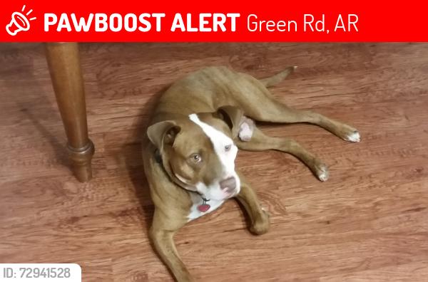 Lost Male Dog last seen Green Road , Green Rd, AR 72209